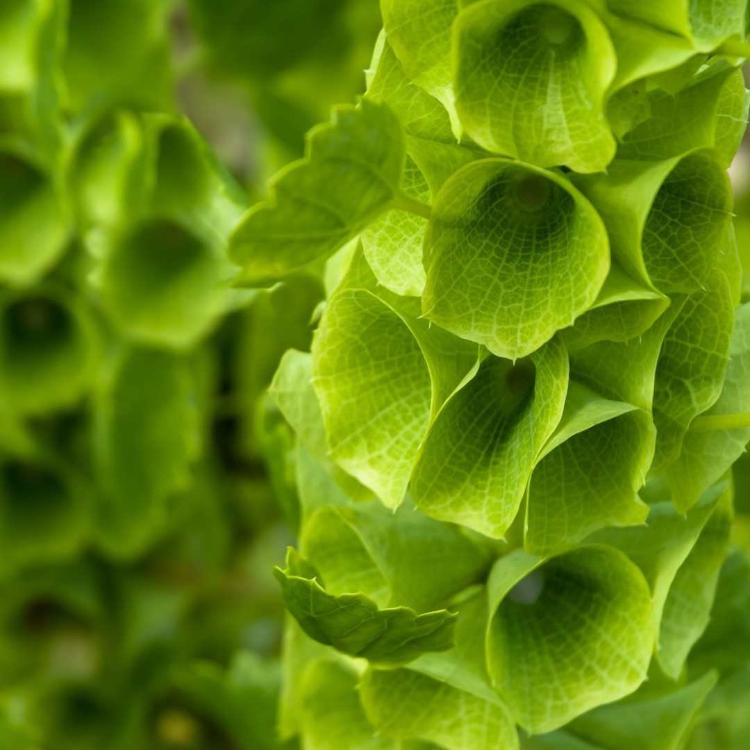 Bells of Ireland - Circle Farms seeds