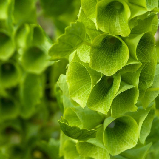 Bells of Ireland - Circle Farms seeds