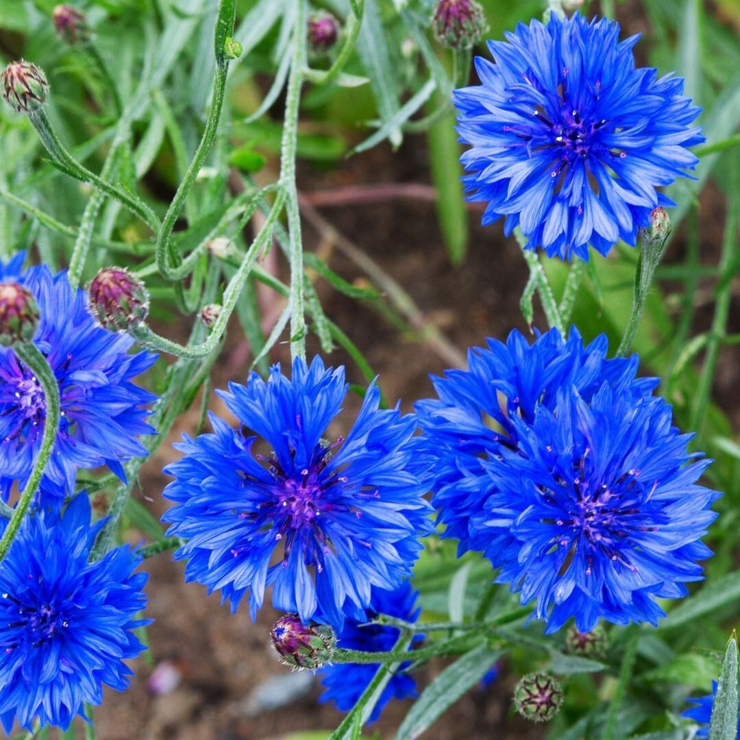 Blue Boy Bachelor's Buttons - Circle Farms seeds
