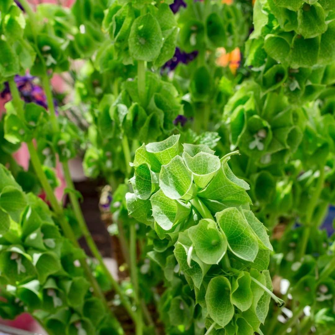 Bells of Ireland - Circle Farms seeds