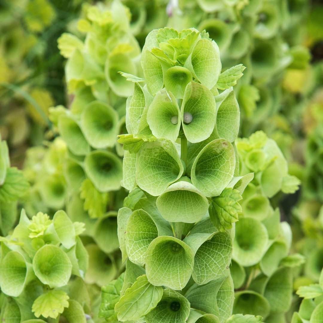 Bells of Ireland - Circle Farms seeds