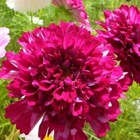 Cosmos - Cranberry - Circle Farms seeds