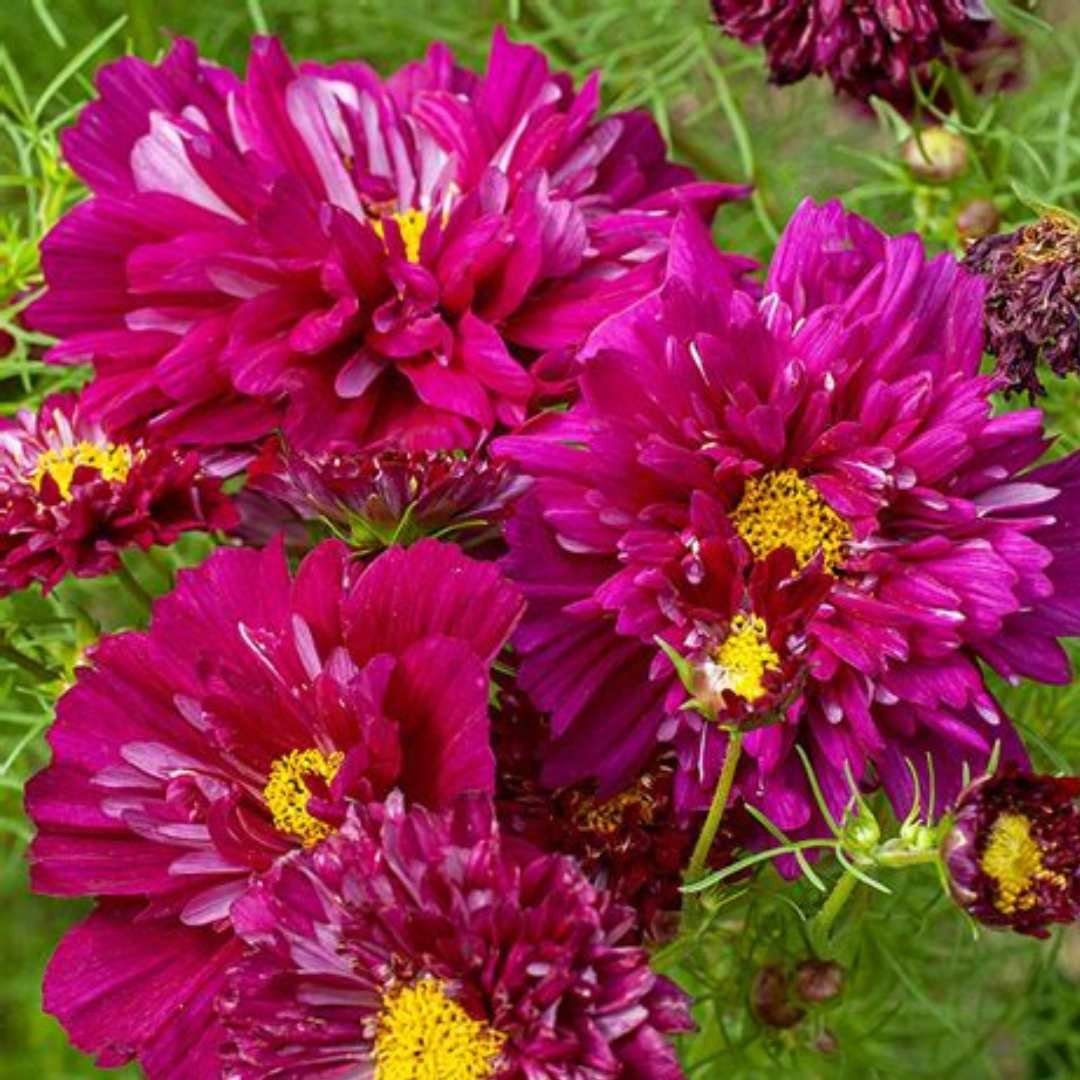 Cosmos - Cranberry - Circle Farms seeds