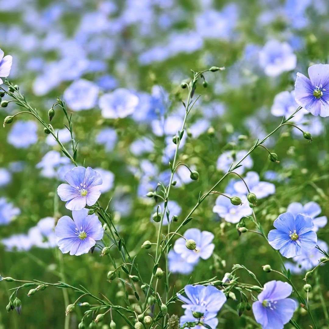 Blue Flax Flower - Circle Farms seeds