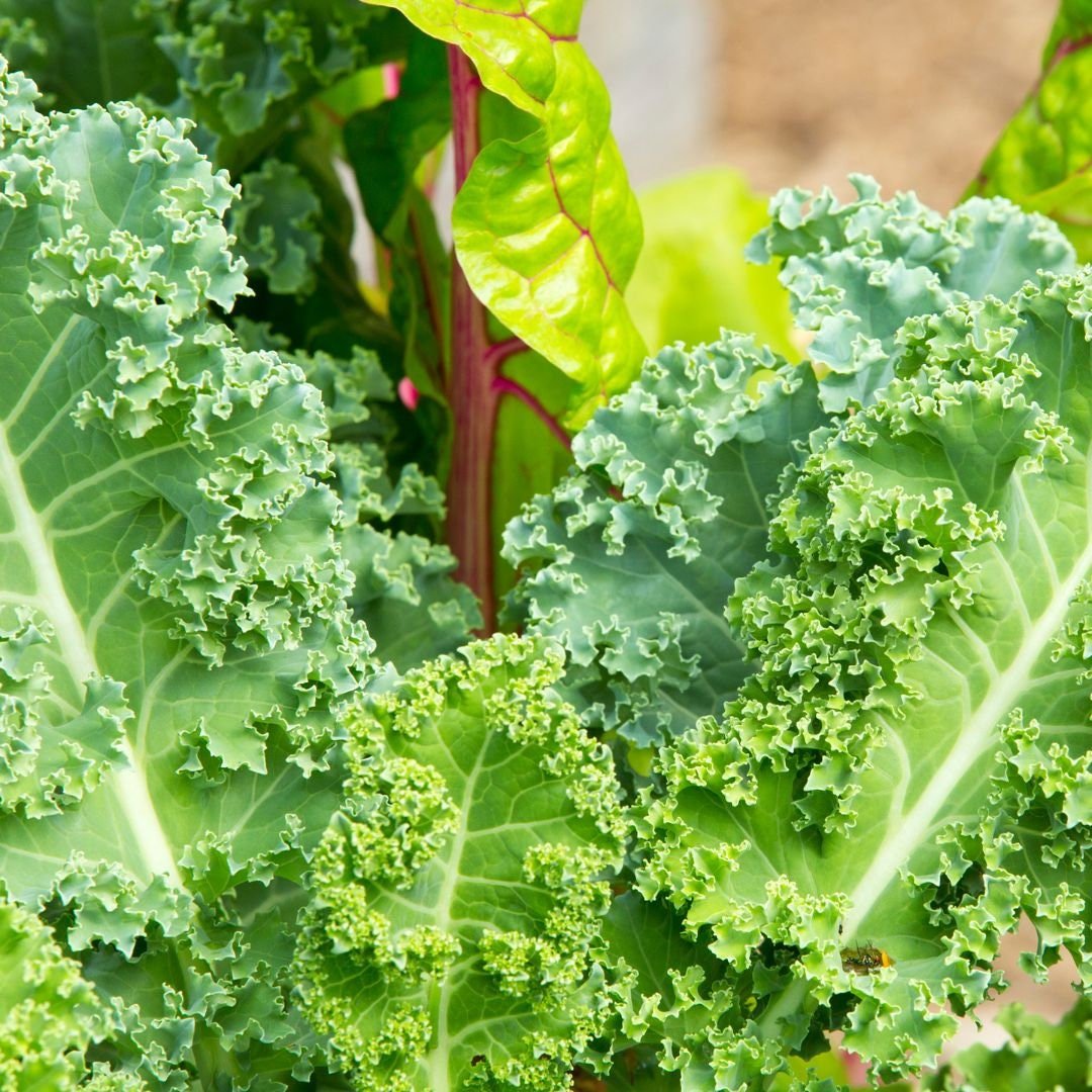 Dwarf Green Curled Kale - Circle Farms seeds