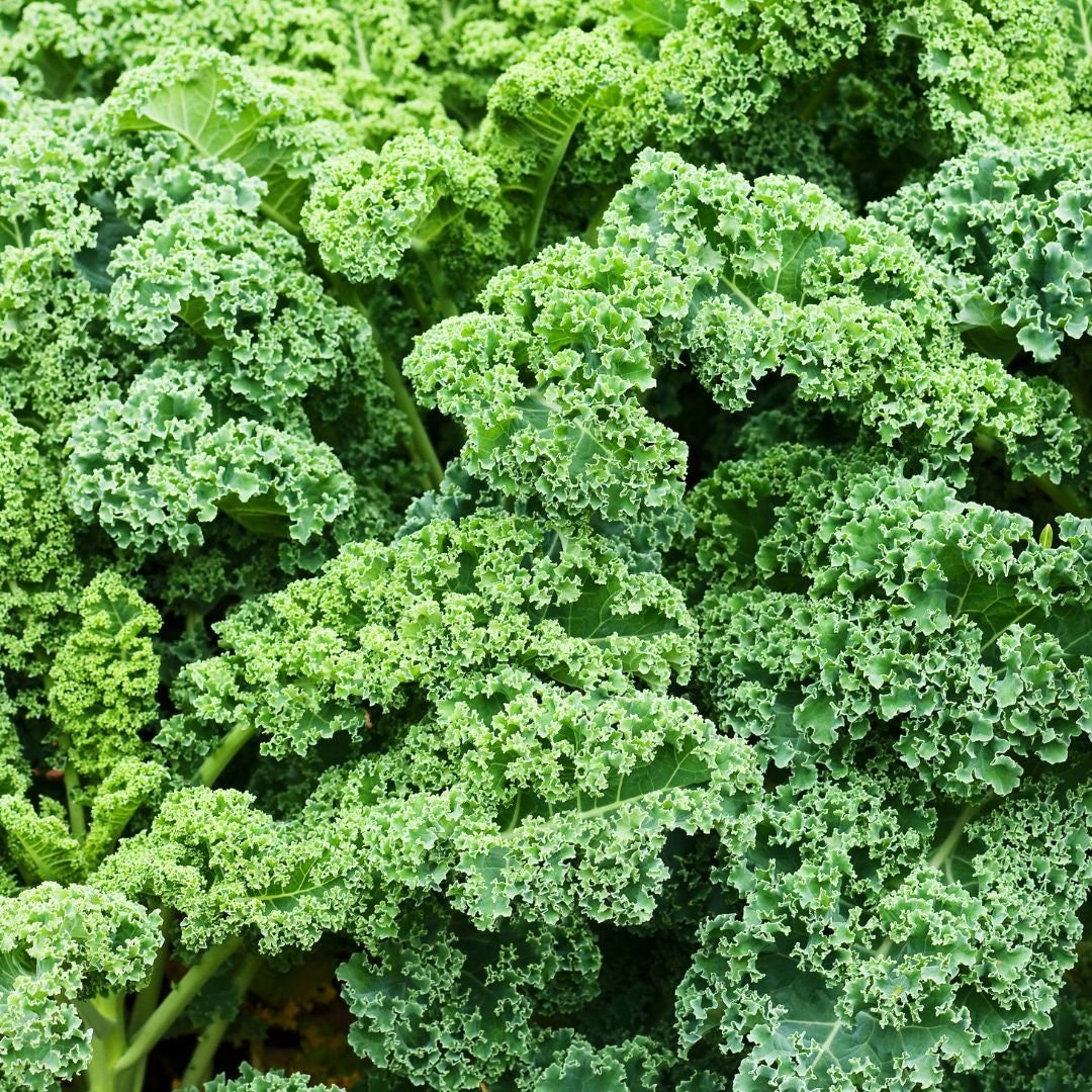 Dwarf Green Curled Kale - Circle Farms seeds