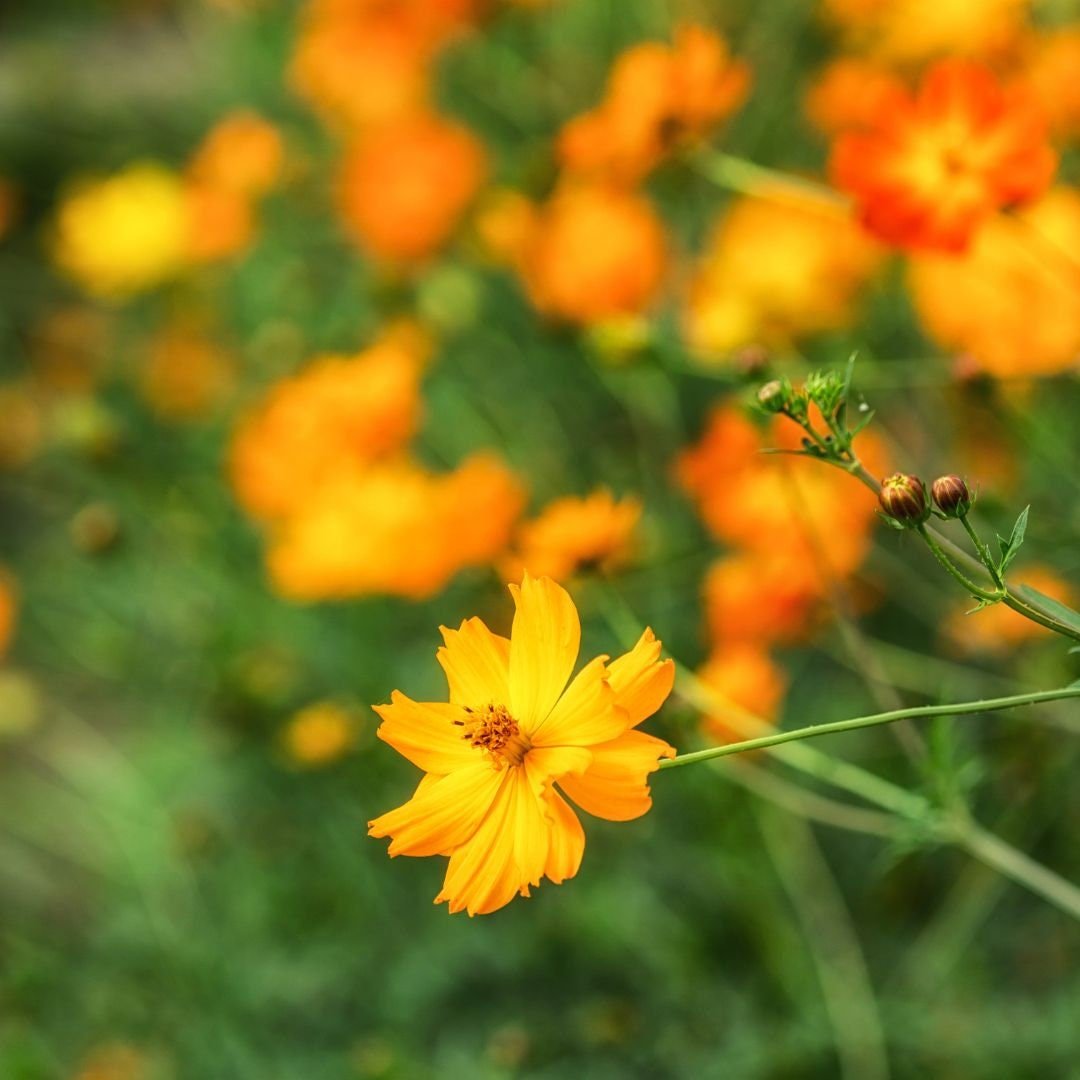Cosmos - Bright Lights - Circle Farms seeds