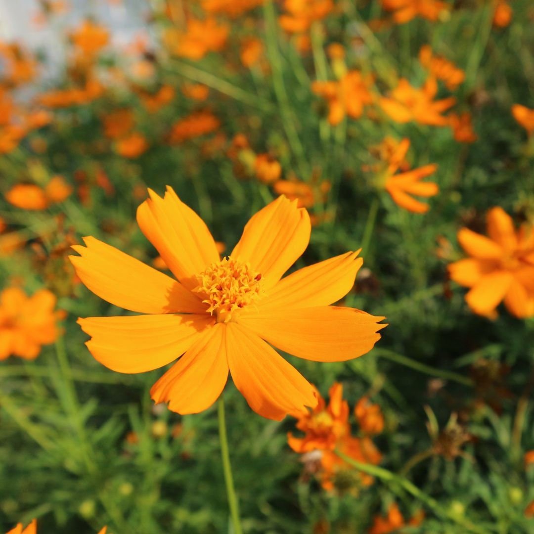 Cosmos - Bright Lights - Circle Farms seeds