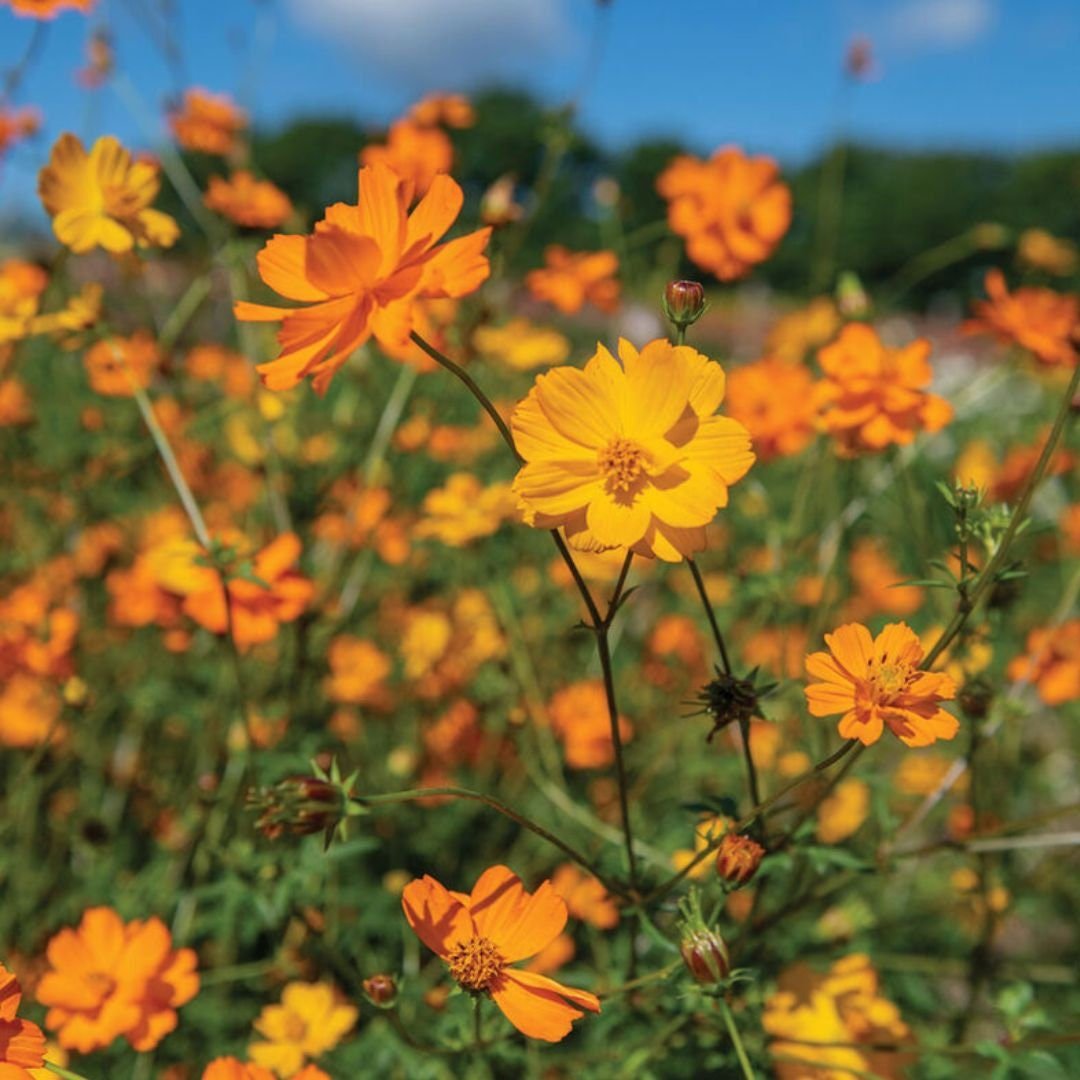 Cosmos - Bright Lights - Circle Farms seeds