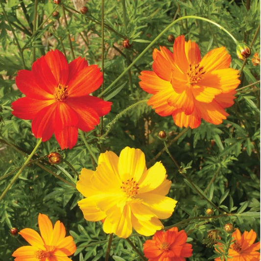 Cosmos - Bright Lights - Circle Farms seeds
