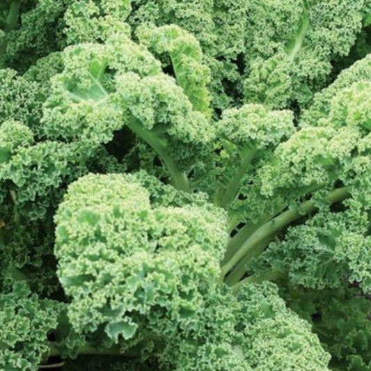 Dwarf Green Curled Kale - Circle Farms seeds