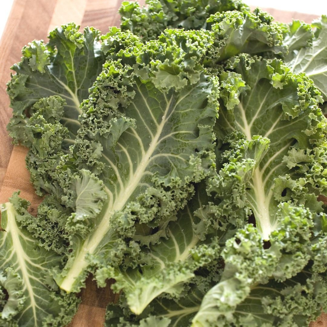Dwarf Green Curled Kale - Circle Farms seeds