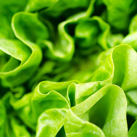 Buttercrunch Lettuce - Circle Farms seeds