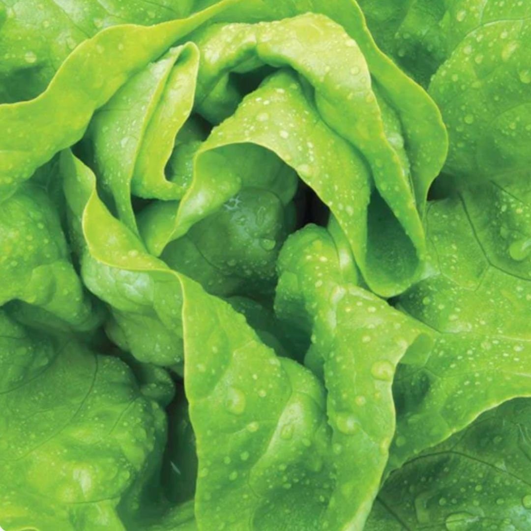 Buttercrunch Lettuce - Circle Farms seeds