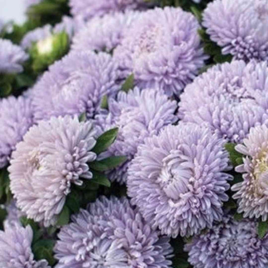 Aster - King Size Lady Lavender - Circle Farms seeds