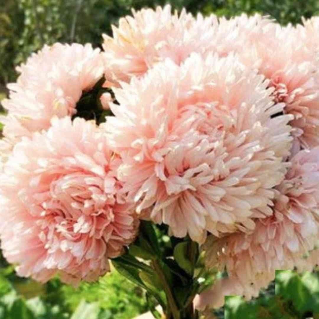 Aster - King Size Apricot - Circle Farms seeds