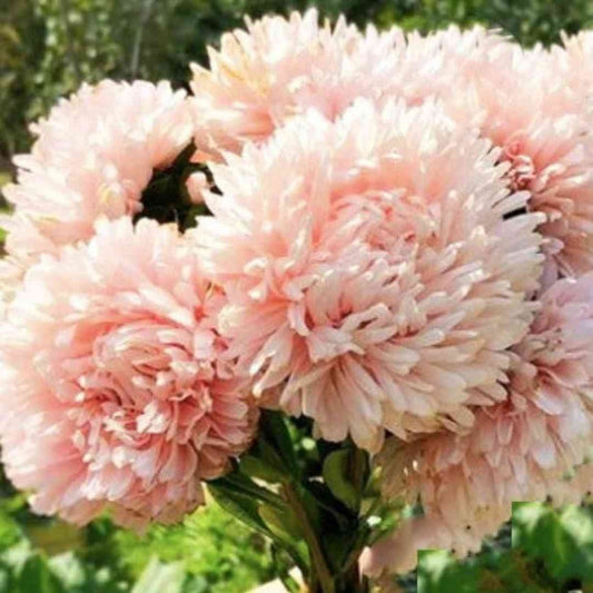 Aster - King Size Apricot - Circle Farms seeds