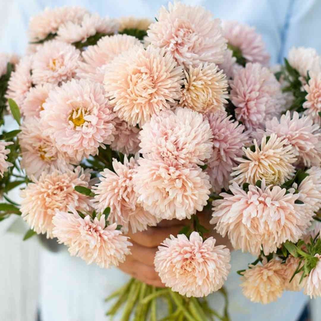 Aster - King Size Apricot - Circle Farms seeds