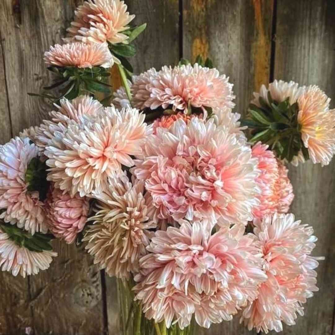 Aster - King Size Apricot - Circle Farms seeds