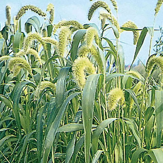 Ornamental Grass - Millet - Lime