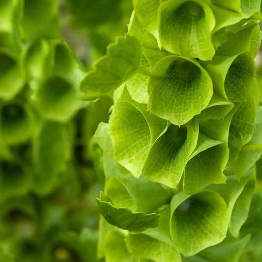 Bells of Ireland - Circle Farms seeds