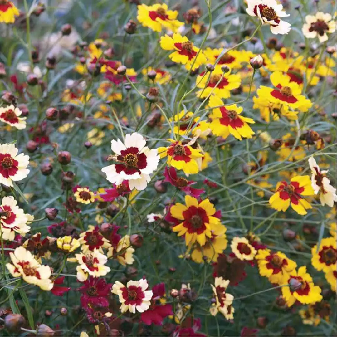 Coreopsis Tickseed - Incredible Mix