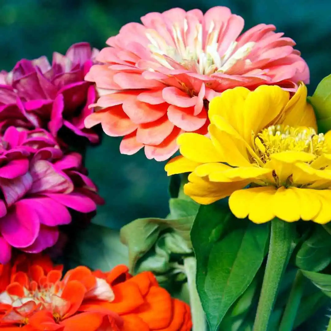 Zinnia Seeds - Giant Dahlia Mixed