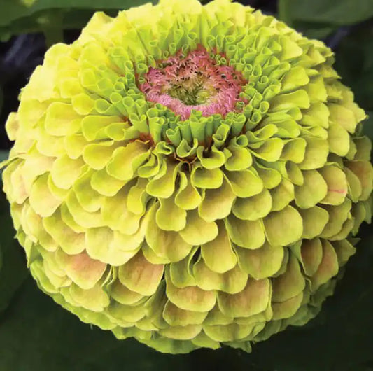 Zinnia Seeds - Queen Lime Blush