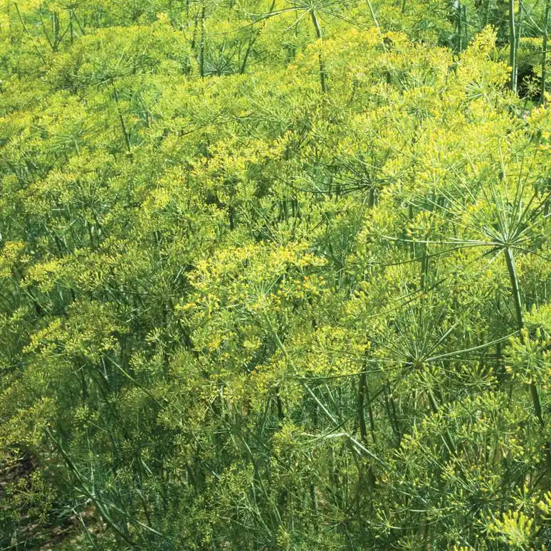 "Bouquet" Dill Seeds - Circle Farms seeds