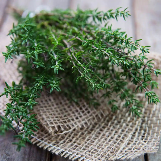 Thyme - English Winter Thyme Perennial Herb Seeds