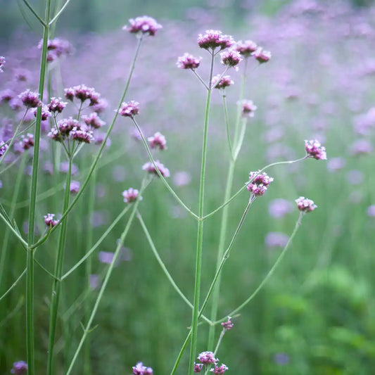 Verbena - Purple Top