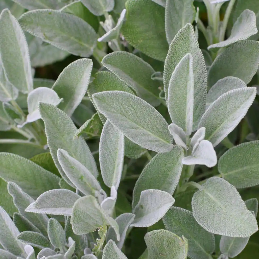 Sage Herb Seeds (Organic)