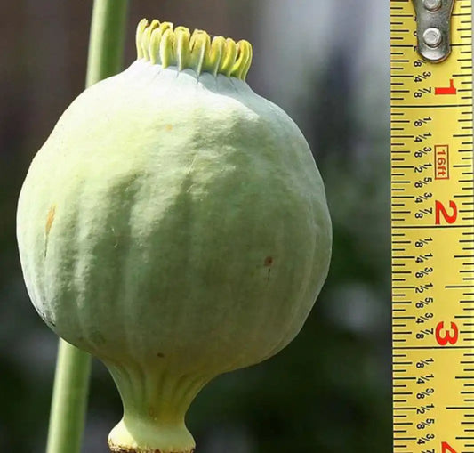 Poppy Seeds - Giganthemum
