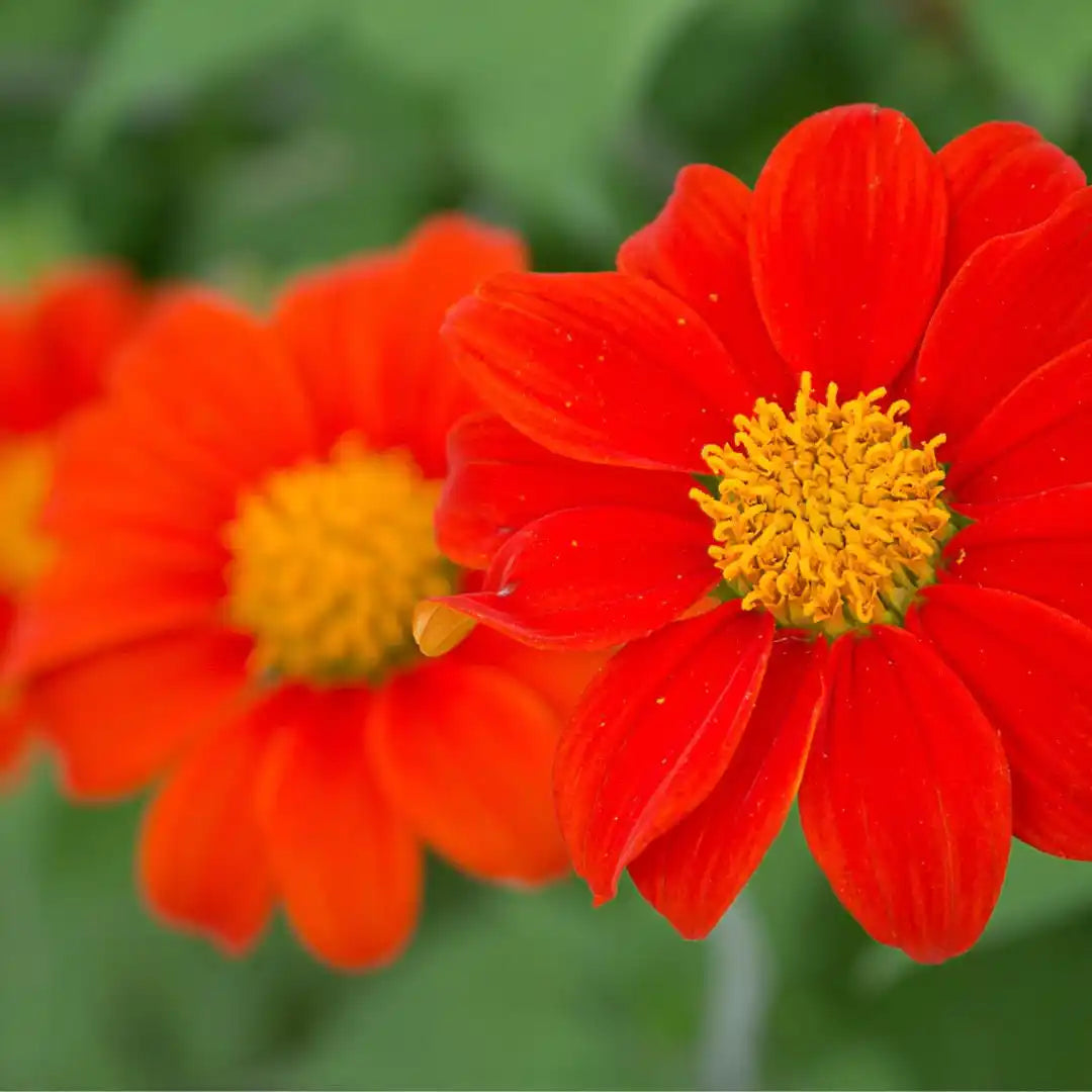 Sunflower Seeds - Mexican