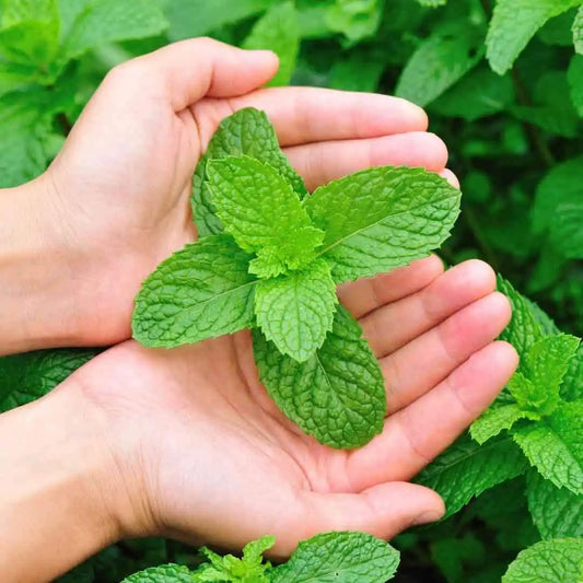 Spearmint