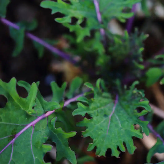 Kale - Winter Red Russian (Organic)