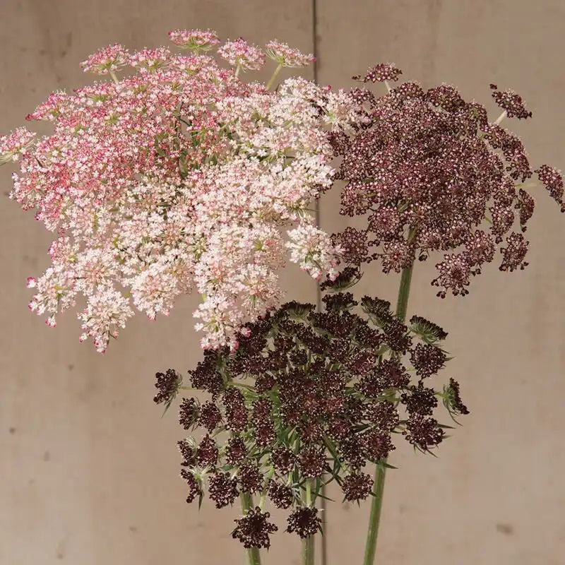 False Queen Anne's Lace - Dara