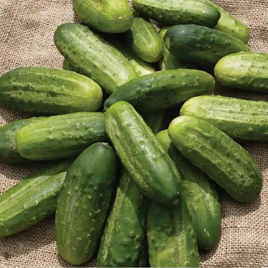 Cucumber - Homemade Pickling