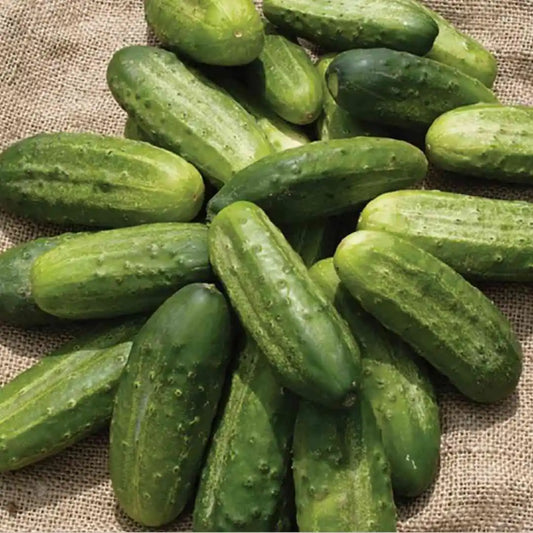 Cucumber - Homemade Pickling