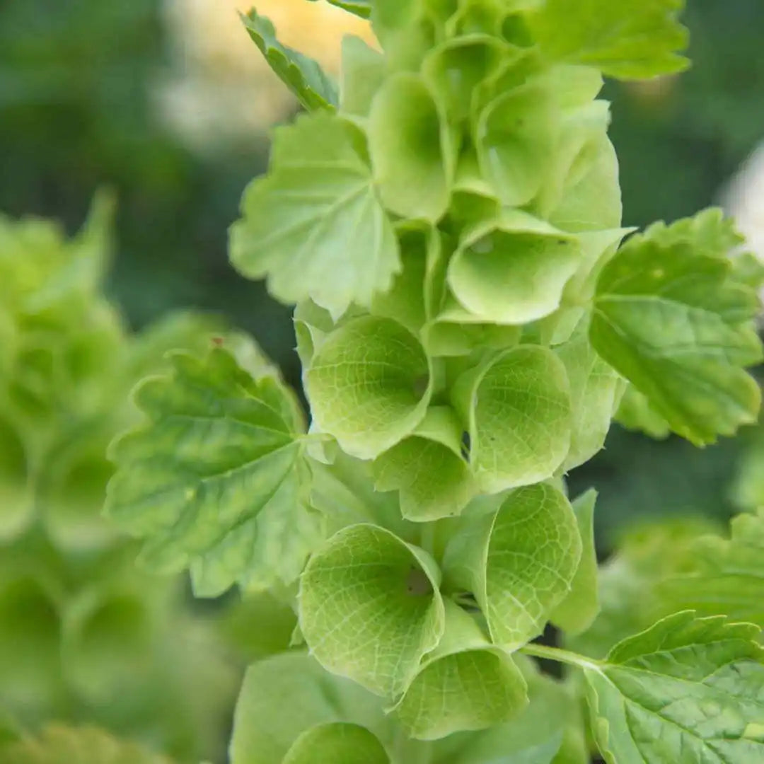 Bells of Ireland - Circle Farms seeds