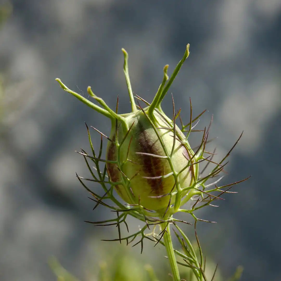 Nigella - Love in a Mist (Miss Jekyll Mix)