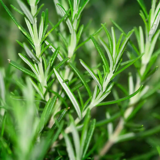 Rosemary