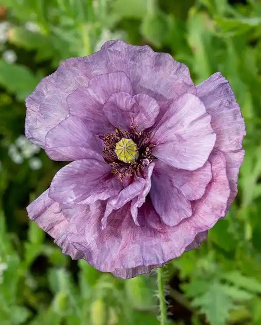 Amazing Grey Poppy - Circle Farms seeds