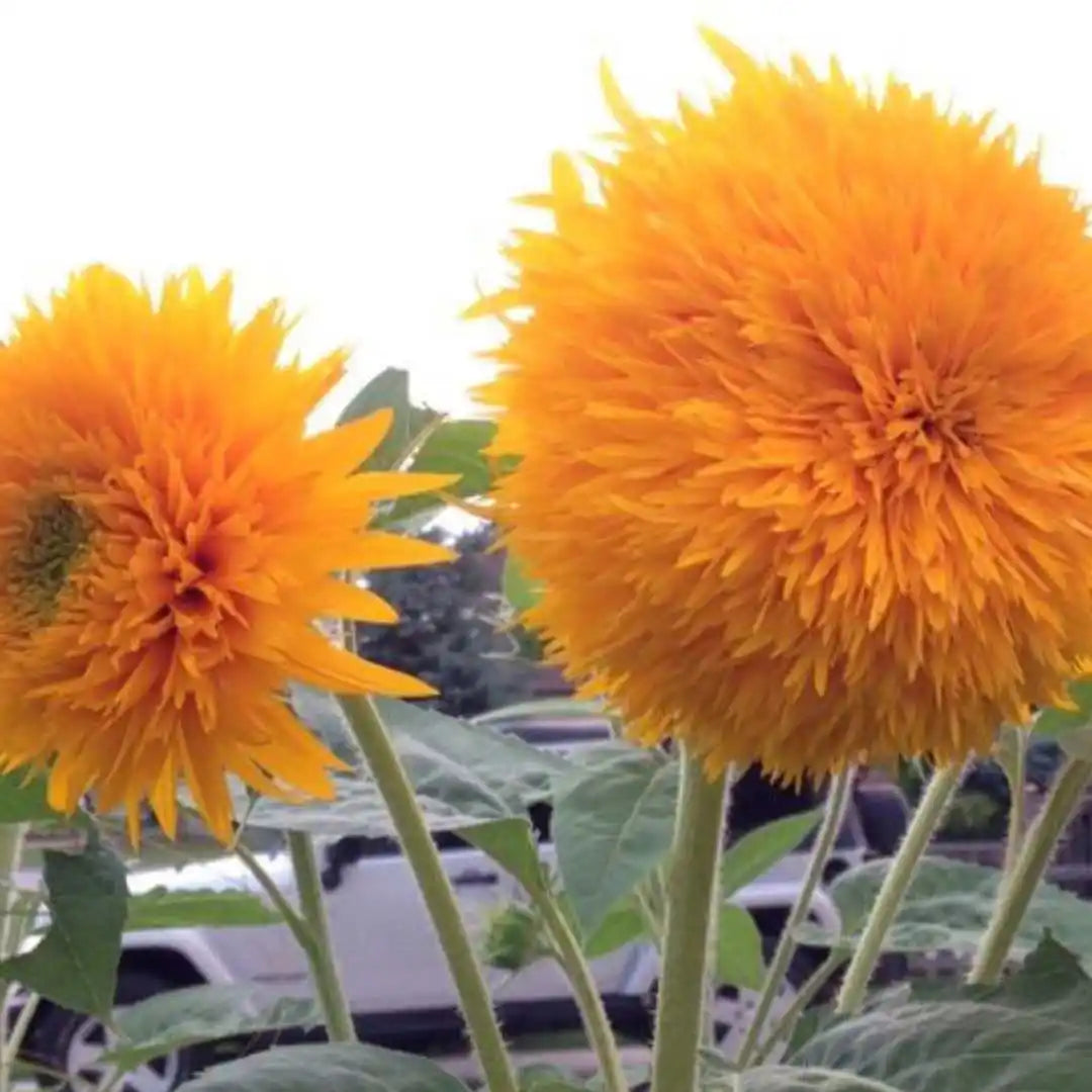 Sunflower Seeds - Teddy Bear Dwarf
