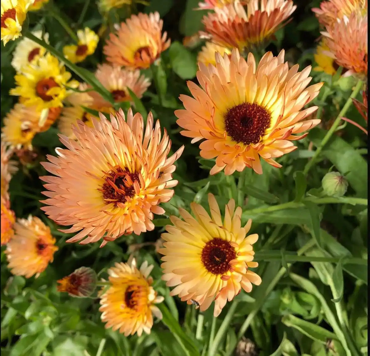 Calendula Seeds, Orange Flash - Circle Farms seeds
