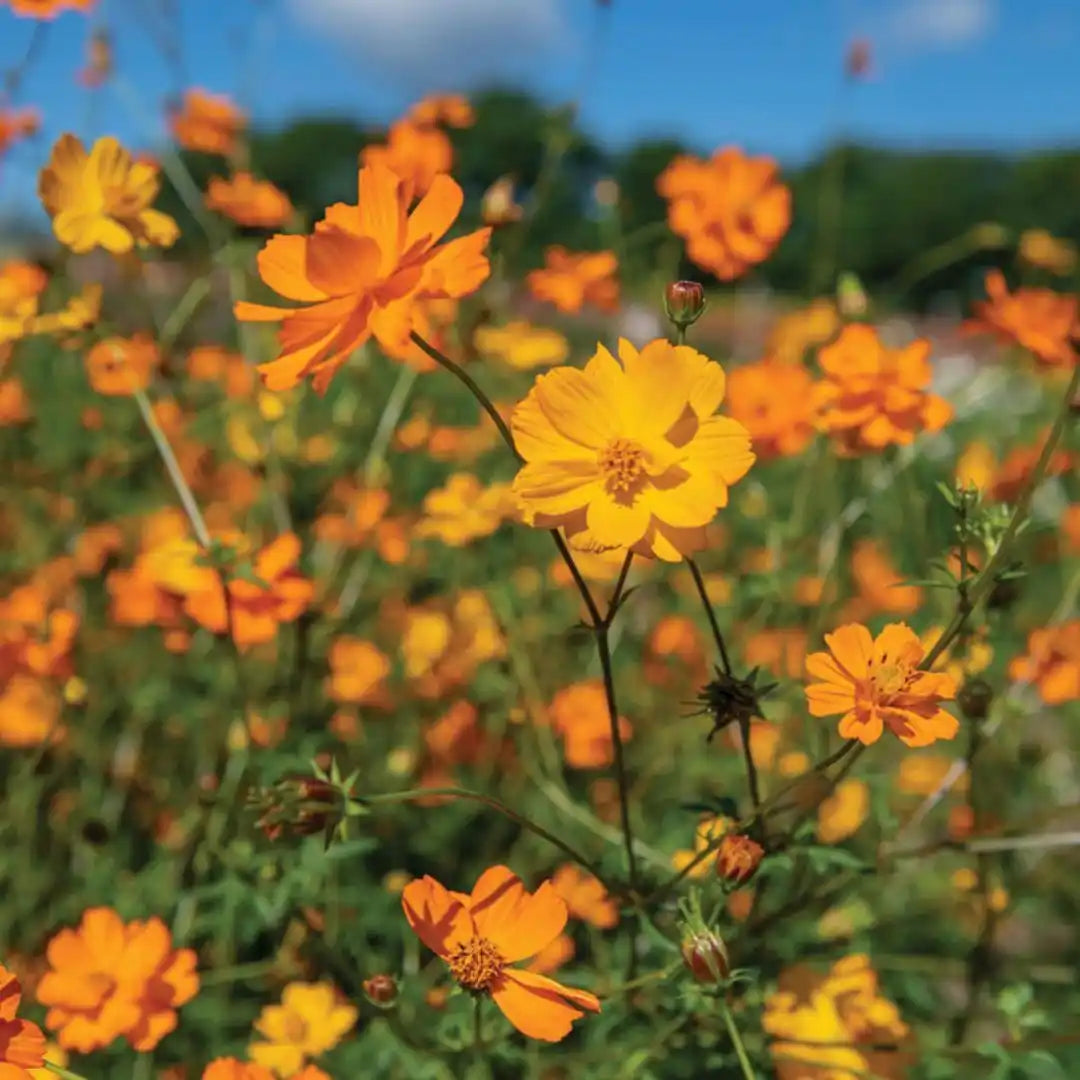 Cosmos - Bright Lights - Circle Farms seeds