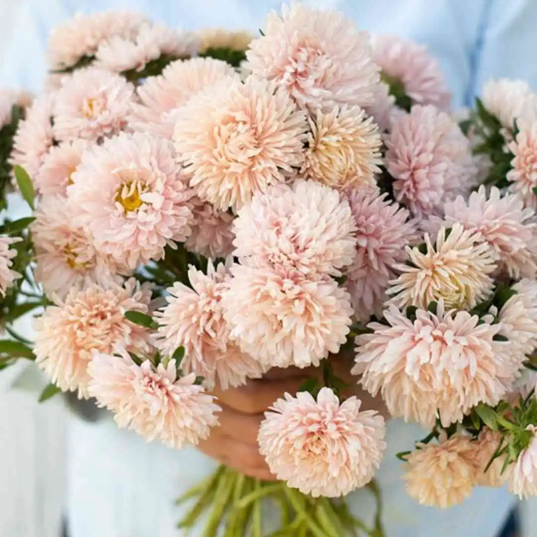 Aster - King Size Apricot - Circle Farms seeds