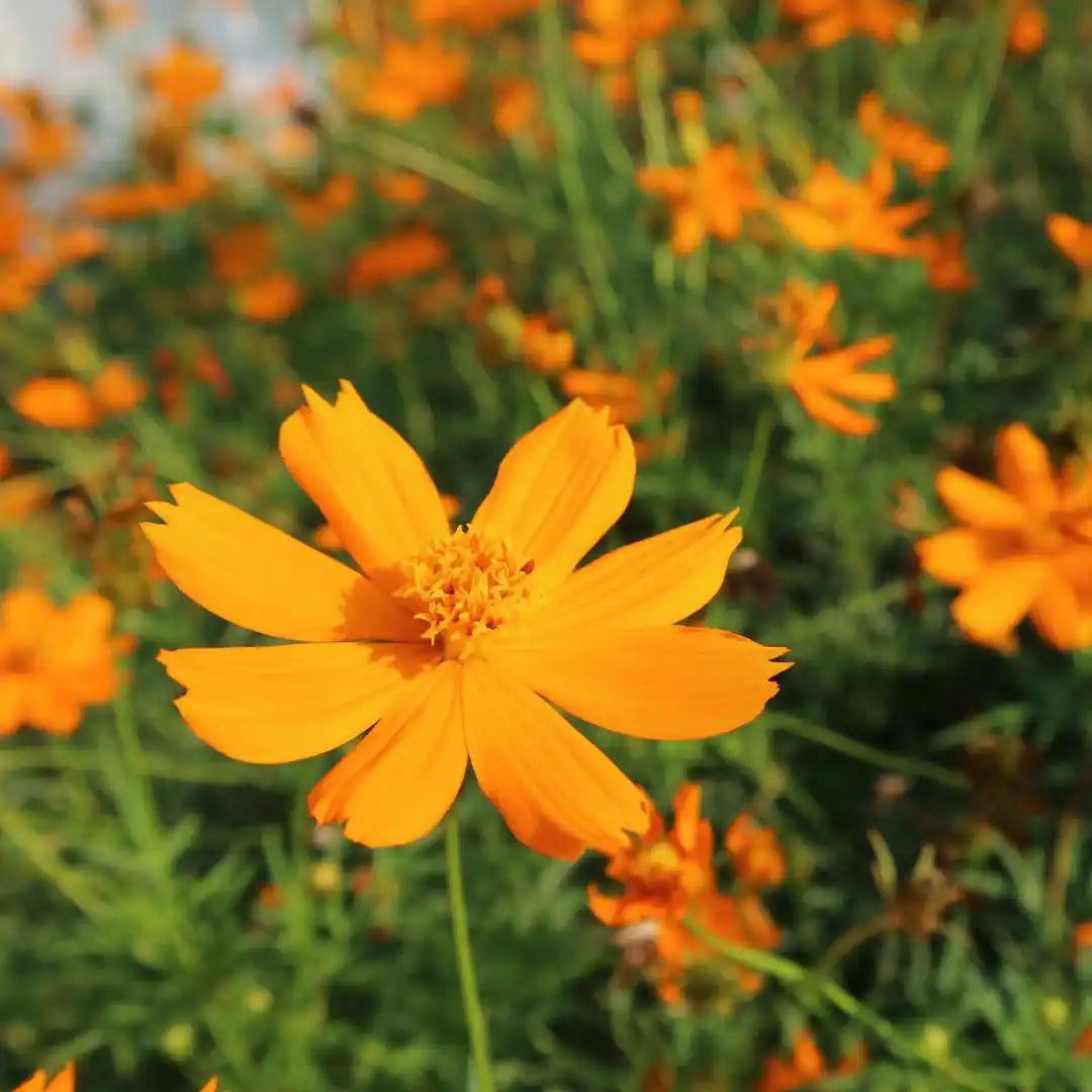 Cosmos - Bright Lights - Circle Farms seeds