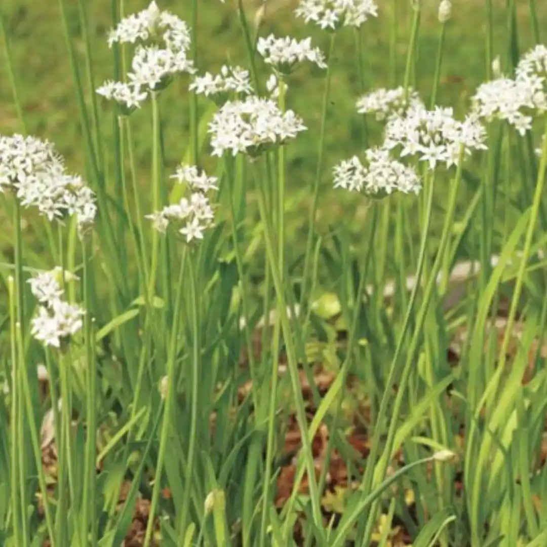 Chive Seeds - Garlic Chives