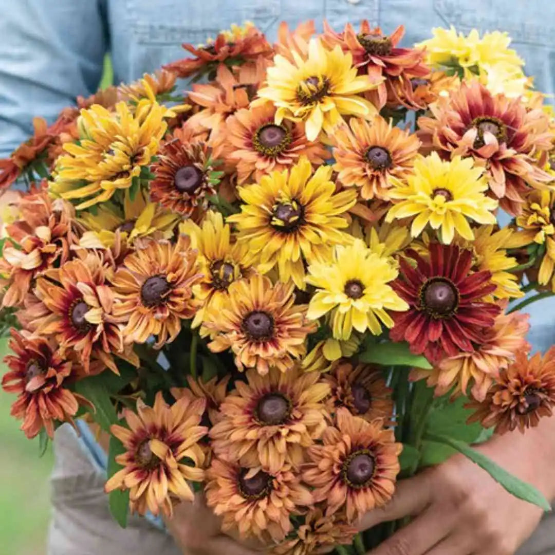 Rudbeckia Seeds - Sahara Mix